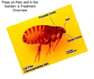 Fleas on Pets and in the Garden- a Treatment Overview
