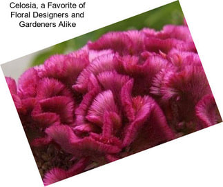 Celosia, a Favorite of Floral Designers and Gardeners Alike