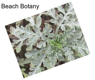 Beach Botany