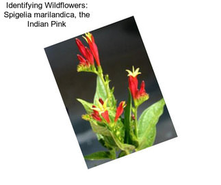 Identifying Wildflowers: Spigelia marilandica, the Indian Pink