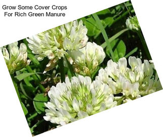 Grow Some Cover Crops For Rich Green Manure