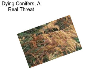 Dying Conifers, A Real Threat