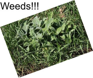 Weeds!!!