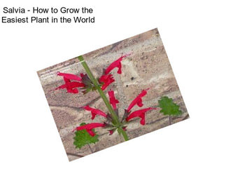 Salvia - How to Grow the Easiest Plant in the World