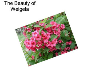 The Beauty of Weigela