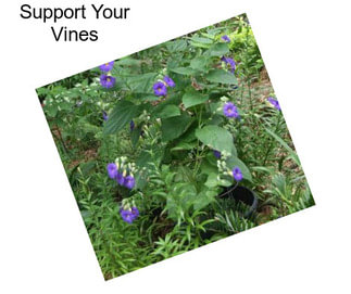 Support Your Vines