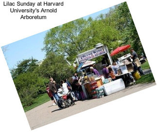 Lilac Sunday at Harvard University\'s Arnold Arboretum