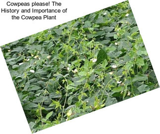 Cowpeas please! The History and Importance of the Cowpea Plant