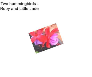 Two hummingbirds - Ruby and Little Jade