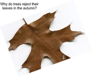 Why do trees reject their leaves in the autumn?