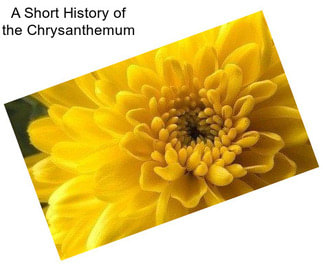 A Short History of the Chrysanthemum