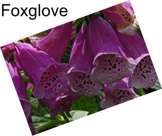 Foxglove