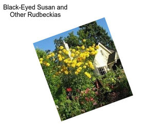 Black-Eyed Susan and Other Rudbeckias