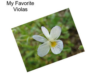 My Favorite Violas