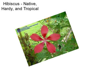 Hibiscus - Native, Hardy, and Tropical