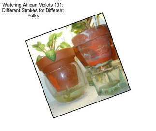 Watering African Violets 101: Different Strokes for Different Folks