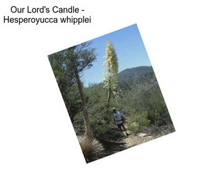 Our Lord\'s Candle - Hesperoyucca whipplei