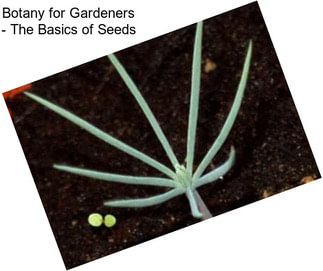 Botany for Gardeners - The Basics of Seeds