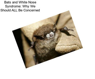 Bats and White Nose Syndrome: Why We Should ALL Be Concerned