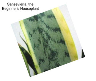 Sansevieria, the Beginner\'s Houseplant