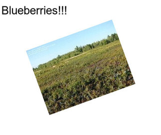 Blueberries!!!