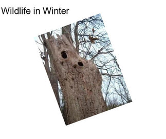 Wildlife in Winter