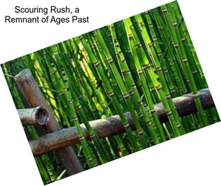 Scouring Rush, a Remnant of Ages Past