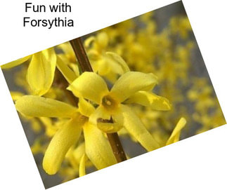 Fun with Forsythia