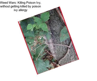 Weed Wars: Killing Poison Ivy, without getting killed by poison ivy allergy