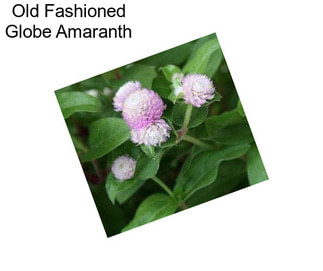 Old Fashioned Globe Amaranth