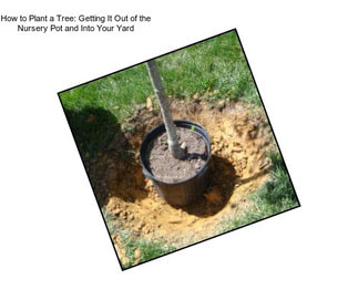 How to Plant a Tree: Getting It Out of the Nursery Pot and Into Your Yard