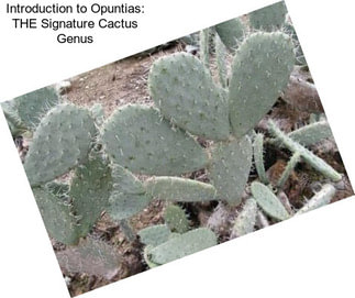 Introduction to Opuntias: THE Signature Cactus Genus