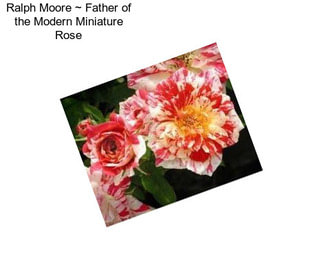 Ralph Moore ~ Father of the Modern Miniature Rose