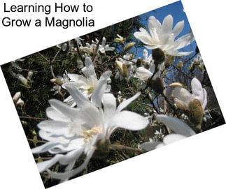 Learning How to Grow a Magnolia