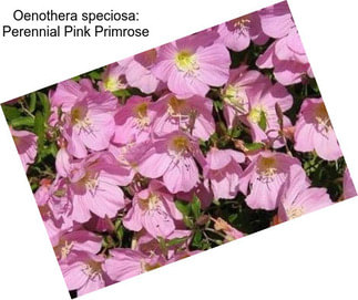 Oenothera speciosa: Perennial Pink Primrose