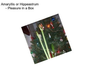 Amaryllis or Hippeastrum - Pleasure in a Box