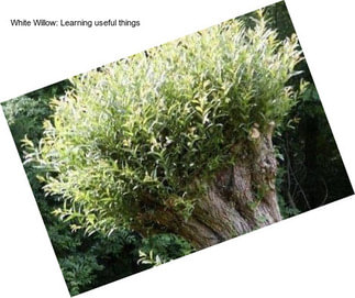 White Willow: Learning useful things