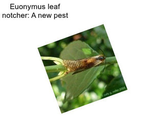 Euonymus leaf notcher: A new pest