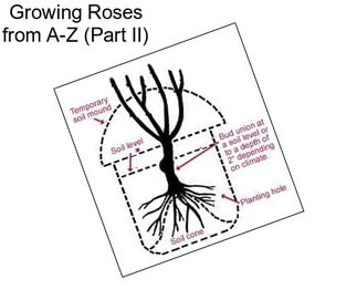 Growing Roses from A-Z (Part II)