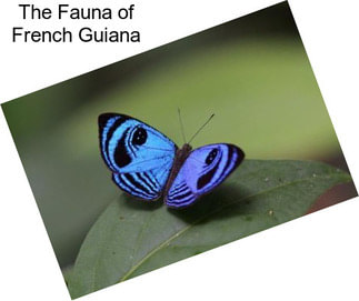 The Fauna of French Guiana
