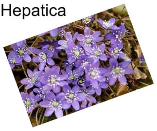 Hepatica