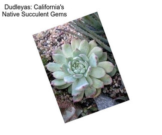 Dudleyas: California\'s Native Succulent Gems