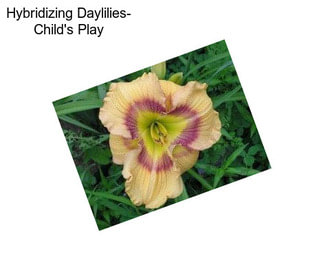 Hybridizing Daylilies- Child\'s Play