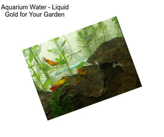 Aquarium Water - Liquid Gold for Your Garden