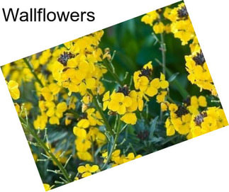 Wallflowers