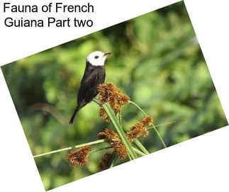 Fauna of French Guiana Part two