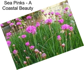 Sea Pinks - A Coastal Beauty