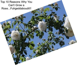 Top 10 Reasons Why You Can\'t Grow a Rose...Fuhgeddaboudit!!