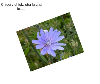 Chicory chick, cha la cha la.....