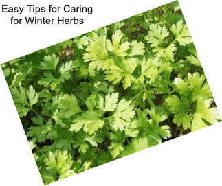 Easy Tips for Caring for Winter Herbs